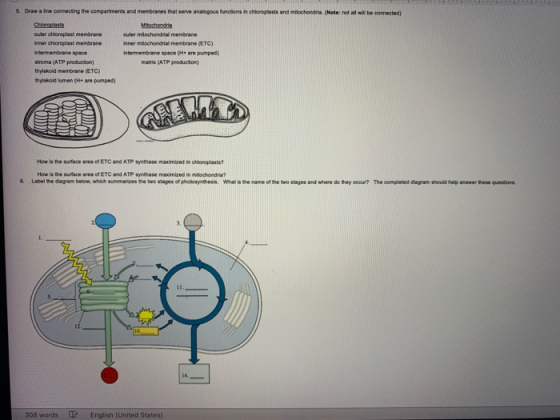 5. Draw a ne connecting the compartments and membranes that serve analogous functions in chloroplasts and mitochondria. (Note