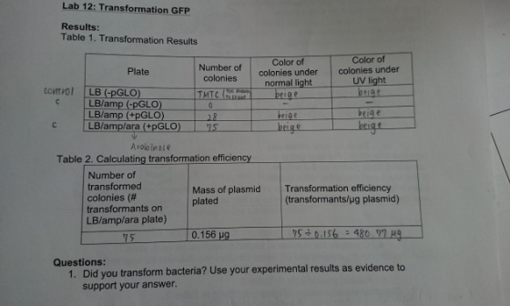 Lab 12: Transformation GFP Results Table 1. Transformation Results Color of Color of Number of Plate colonies under colonies under coloniesc UV light normal light co LB (-pGLO) LB/amp (-pGLO LB/amp +pGLO beige C LB/amp/ara (+pGLO) s beige Avololnose Table 2. Calculating transformation efficiency Number of transformed colonies (# transformants on LB/amp/ara plate) Transformation efficiency Mass of plasmid plated (transformants/ug plasmid) 0.156 750156 480 27 H Questions: Did you transform bacteria? Use your experimental results as evidence to support your answer. 1.