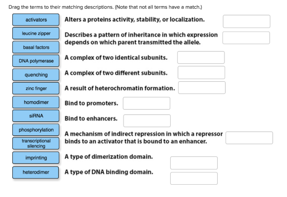 Drag the terms to their matching descriptions. (Note that not all terms have a match.) activators Alters a proteins activity, stability, or localization. leucine zipper Describes a pattern of inheritance in which expression depends on which parent transmitted the allele. A complex of two identical subunits. A complex of two different subunits. A result of heterochromatin formation. Bind to promoters. Bind to enhancers. A mechanism of indirect repression in which a repressor basal factors DNA polymerase quenching zinc finger homodimer SiRNA phosphorylation transcriptional binds to an activator that is bound to an enhancer. silencing imprinting A type of dimerization domain. heterodimer A type of DNA binding domain.