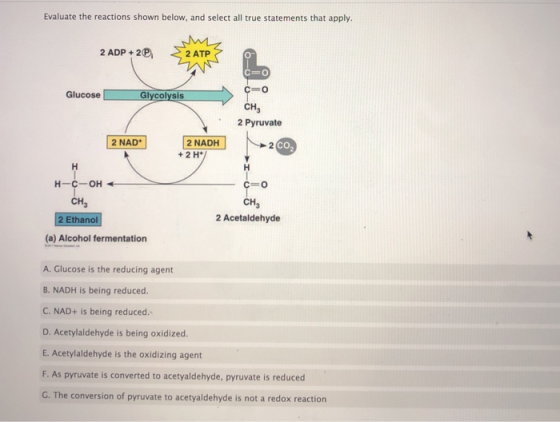 Evaluate the reactions shown below, and select all true statements that apply. 2 ADP + 2 2 ATP c=0 Glucose Glycolysis сн. 2 P