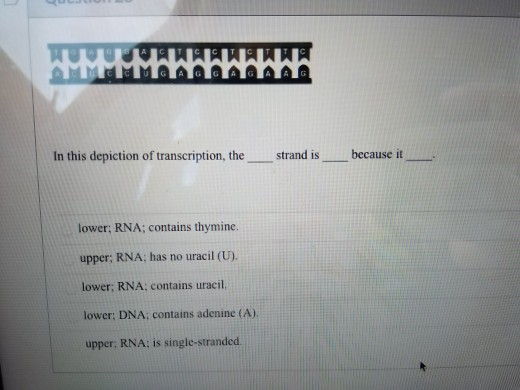 HUSSISK In this depiction of transcription, the strand is because it lower; RNA: contains thymine. upper: RNA, has no uracil