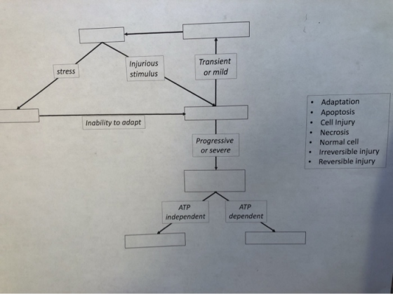 Injurious stimulus Transient or mild stress Inability to adapt • Adaptation • Apoptosis • Cell Injury • Necrosis Normal cell