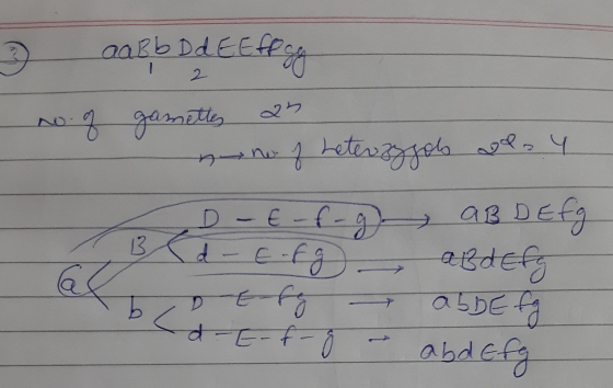 2 aaBb D d E Effgg No. of gamettes a none of Letersggols of 4 D - E-f-g AB D E Fg B d - E-fg et bot fg - d -E- f - abd Efa ab