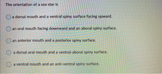 The orientation of a sea star is a dorsal mouth and a ventral spiny surface facing upward. an oral mouth facing downward and
