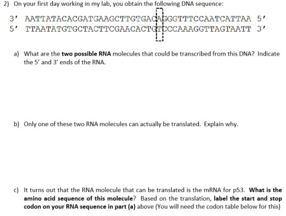 2) On your first day working in my lab, you obtain the following DNA sequence: 3 AATTATACACGATGAAGCTTGTGACAGGTTTCCAATCATTAA