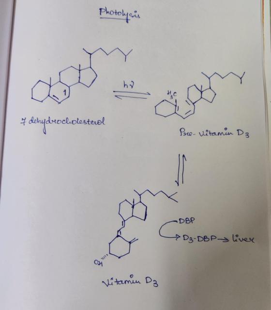 Photolysis ha HC 4 dehydroclolesterol Pre- vitamin D3 DBP C 7D3-DBP liver of) Vitamin D3
