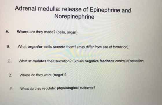 Adrenal medulla: release of Epinephrine and Norepinephrine A. Where are they made? (cells, organ) B. What organ/or cells secr