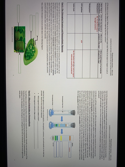 Photosynthesis Activity Box Photosynthesis Activity BIOL 101 OLIMER FOR CAMACHENKO of the pieces in your daram? What are the