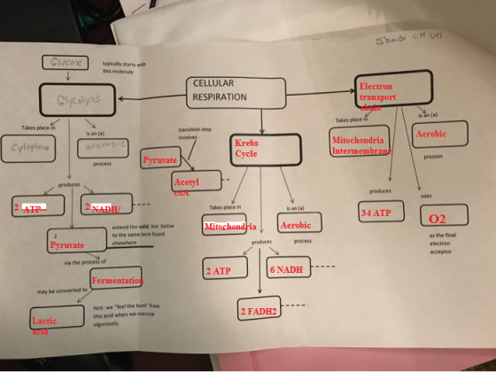 shadi cH Clucose typically starts with this molecule CELLULAR Electron Glycaly 5 RESPIRATION transport is an (a) Takes place