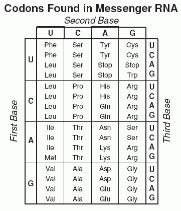 Codons Found in Messenger RNA Second Base Phe SerTyr Cys U Phe SeTy Cys C Leu Ser Stop Stop A Leu SerStop Trp G Leu Pro His A