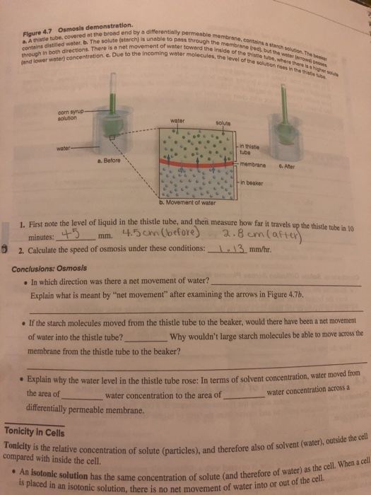 Figure 4.7 Osmosis demonstration. Athistle tube, covered at the broad end by a differential contains distilled water. b. The