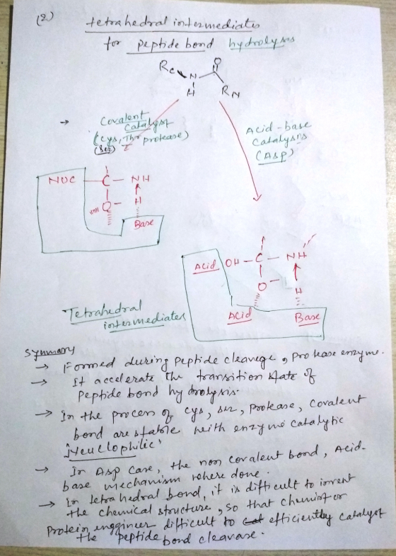 tetrahedral intermediate for peptide bond hydrolysis Ram Covalentalyst Sess The protease) Acid -base Catalyans CASP? NOC NH B