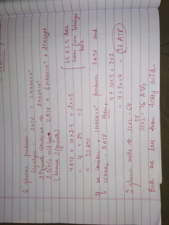 1 glucose produces - Glycolysis - Q ATP + 2 NADH+H* 2 Perwate Acetyl coA QNADH THE 2 citric acid cycle 2 ATP + 6 NADHTH & + 2
