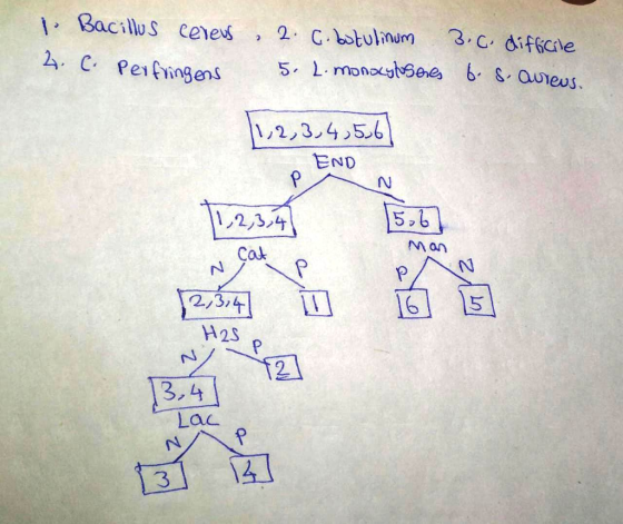 1. Bacillus cereus, 2. c. botulinum 3. C. difficile 2.C. Perfringens 5. L. monocytosenes b. S. aureus. 11,2,3,4,5,6) END 11,2