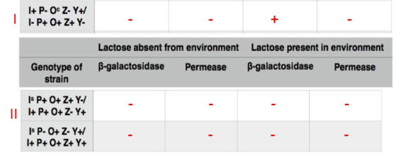 I+ P- O Z- Y+/ 1- P+O+ Z+ Y- Lactose absent from environment Lactose present in environment Genotype of strain B-galactosidas