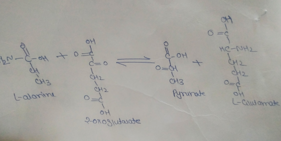 0=6 0=0 ć-OH C- HC-NH2 CH2 dHz сна CH3 Pyrunate L-alanine L-Glutamate он Roxo slutalate