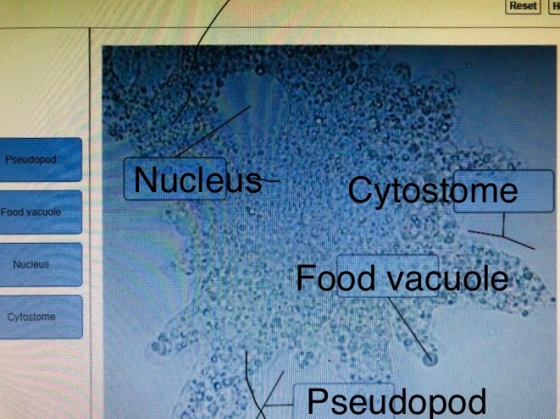 Reset Н. Pseudopod Nucleus Cytostome Food vacuole Nucleus Food vacuole Cytostome Pseudopod