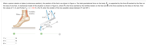 When a person stands on tiptoe (a strenuous position), the position of the foot is as shown in Figure a. The total gravitatio