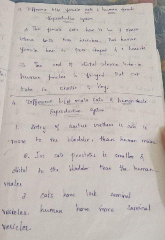 female uteru But human 3. Difference ble female cats & human Reproductive system The female have to be y shape with two branc