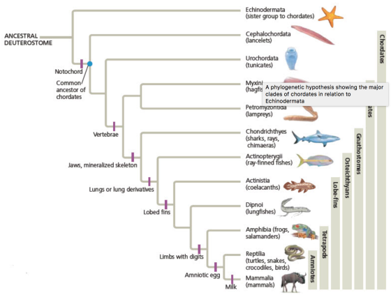 Based on this phylogeny, which vertebrate groups w