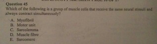 Image for Which of the following is a group of muscle calls that receive the same neutral stimuli and always contract s