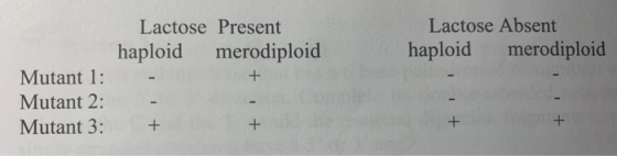 Lactose Present haploid merodiploid Lactose Absent haploid merodiploid Mutant 1: Mutant 2: Mutant 3: 1 +
