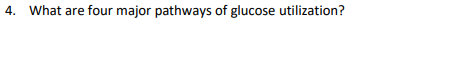 4. What are four major pathways of glucose utilization?