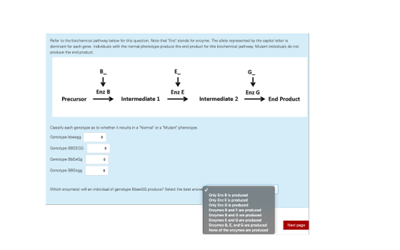 Refer to the biochemical pathway below for this question. Note that Enz stands for enzyme. The allele represented by the capital letter is dominant for each gene. Individuals with the normal phenotype produce the end product for this biochemical pathway. Mutant individuals do not produce the end product. Enz B Enz E Enz G Precursor--> Intermediate 1--> Intermediate 2- End Product Classify each genotype as to whether it results in a Normal or a Mutant phenotype Genotype bbeegg Genotype BBEEGG Genotype BbEeGg Genotype BBEegg Which enzymels) will an individual of genotype BbeeGG produce? Select the best Only Enz B is produced Only Enz E is produced Only Enz G is produced Enzymes B and E are produced Enzymes B and G are produced Enzymes E and G are produced Enzymes B, E, and G are produced None of the enzymes are produced Next page