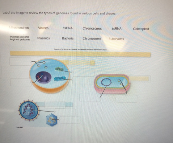 Label the image to review the types of genomes found in various cells and viruses. tochondrion Viruses dsDNA Chromosomes SSRN