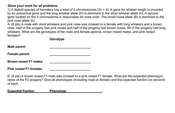 Show your work for all problems. 1) A diploid species of hamsters has a total of 4 chromosomes (2n = 4). A gene for whisker l