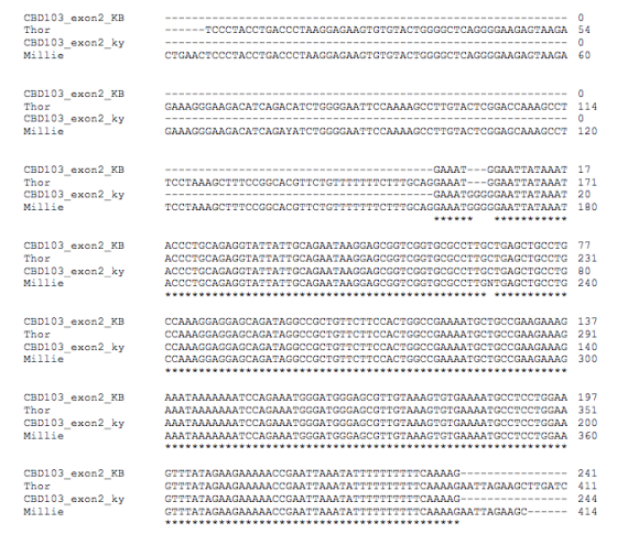 CBD103 exon2 KB Thor CBD103_exon2_ky Millie ----------- 0 --TCCCTACCTGACCCTAAGGAGAAGTGTGTACTGGGGCTCAGGGGAAGAGTAAGA 54 CTGAACT