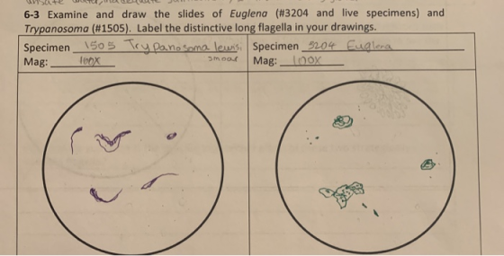 6-3 Examine and draw the slides of Euglena (#3204 and live specimens) and Trypanosoma (#1505). Label the distinctive long fla