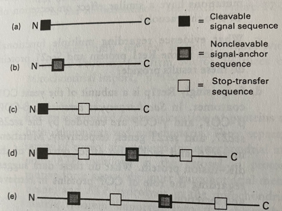 Cleavable signal sequence (a) N Noncleavable = signal-anchor sequence Stop-transfer sequence (b) N4 DNA - C (d) NHH (e) N-