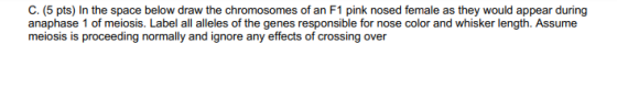 C. (5 pts) In the space below draw the chromosomes of an F1 pink nosed female as they would appear during anaphase 1 of meios