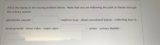 Fill in the blanks in the tracing problem below. Note that you are following the path of filtrate through the urinary system. glomerular capsule - - nephron loop - distal convoluted tubule- collecting duct in renal pyramid- minor calyx -major calyx - - ureter- urinary bladder -