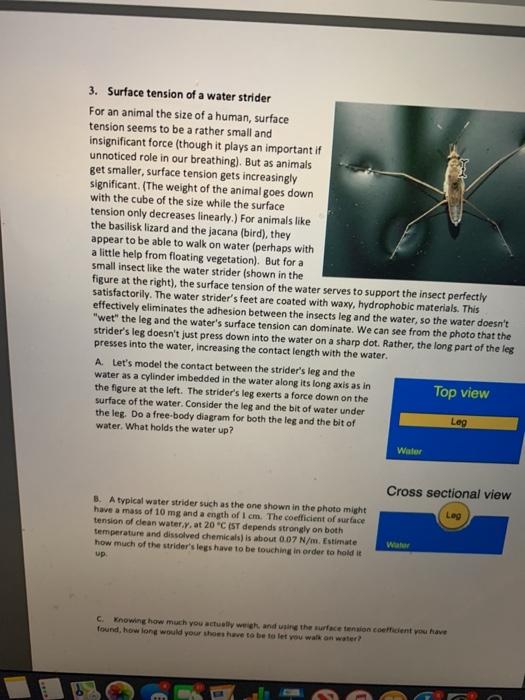3. Surface tension of a water strider For an animal the size of a human, surface tension seems to be a rather small and insig