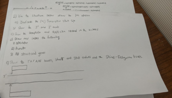 -n2 2) Via te Chuc bel da te lac operon a Indicate eTepbu sti te OShou te template and KNA tiL stad n te buxes d) Drauw and labe t Fllw 3) All structural gees Show te TATA AT boxes, staすand Stop cod.AS andt Shie-Delg mo boxes. eNES