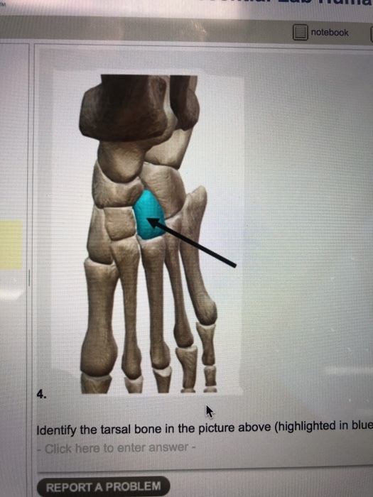 notebook 4. Identify the tarsal bone in the picture above (highlighted in blue - Click here to enter answer- REPORT A PROBLEM