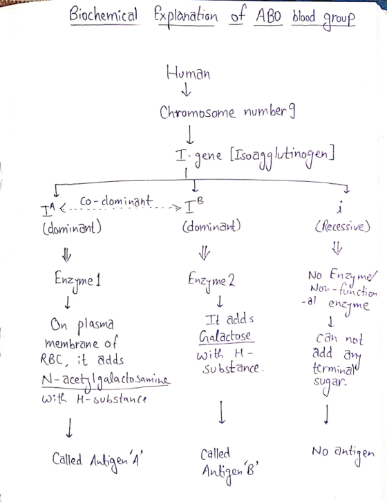 Biochemical Explanatinof Aßo blood 9rou Human Chromosome number9 TA < ..Co-clominaht dominant) (dominat) Recessive) No Ename zyme MZyme al enzme Il add s Chalactose Su bstance On plasma membrane of Cah not add Crminal Sugar R8C, t adds -acetgala clo samine t H-substane No antien Called nke Called