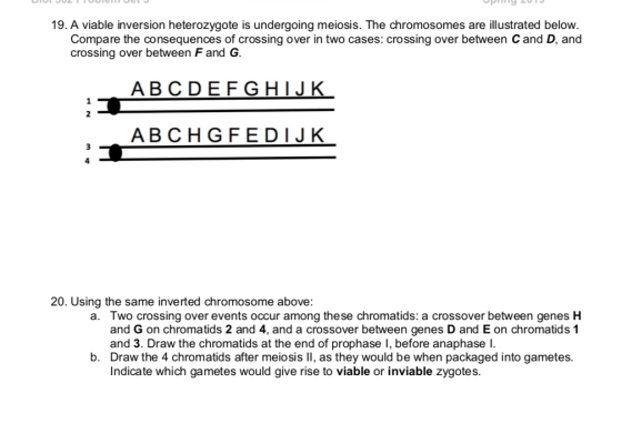 19. A viable inversion heterozygote is undergoing meiosis. The chromosomes are illustrated below. Compare the consequences of