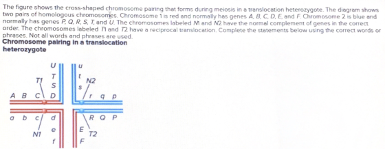 The figure shows the cross-shaped chromosome pairing that forms during meiosis in a translocation heterozygote. The diagram s