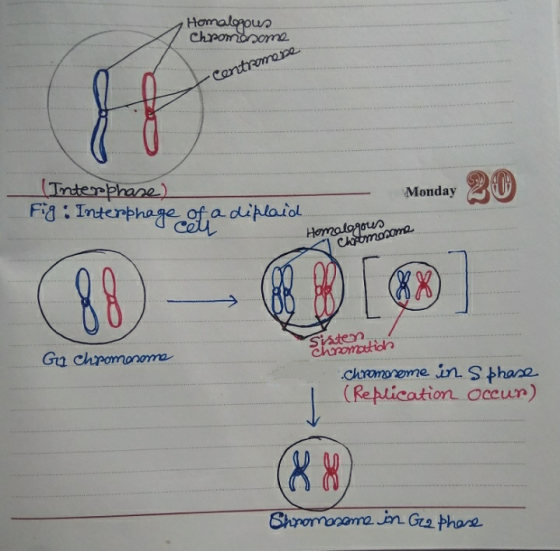 Homalogous Chromosome Centromene Monday (Interphase) Fig. Interphage of a diploid Monday 20 Homalogous Chromosome (88 - D[ ]