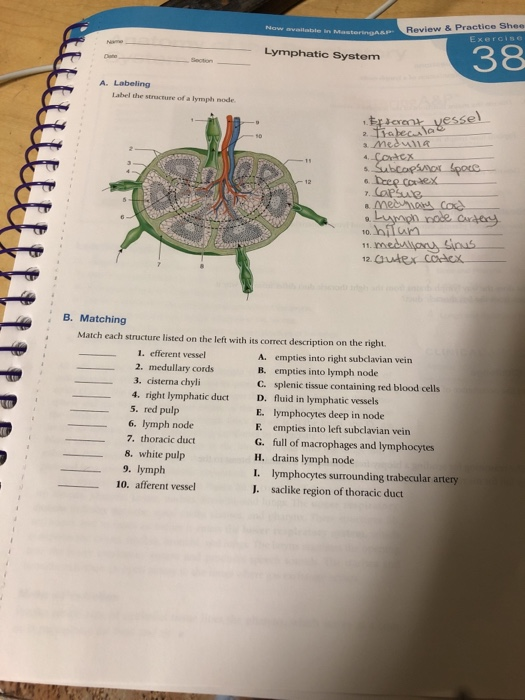 Now available in Review & Practice Shee Exercise Lymphatic System 38 A. Labeling Label the secure of a lymph node Er scoot ve