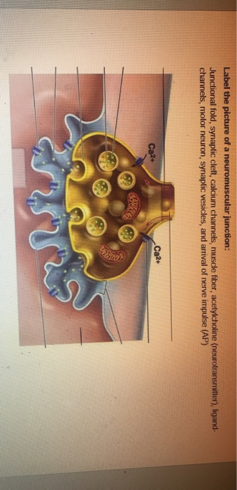 Label the picture of a neuromuscular junction: Junctional fold, synaptic cleft, calcium channels, muscle fiber, acetylcholine