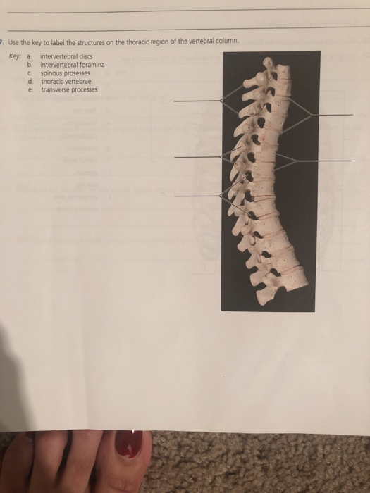 7. Use the key to label the structures on the thoracic region of the vertebral column. Key: a b. C. d. e intervertebral discs