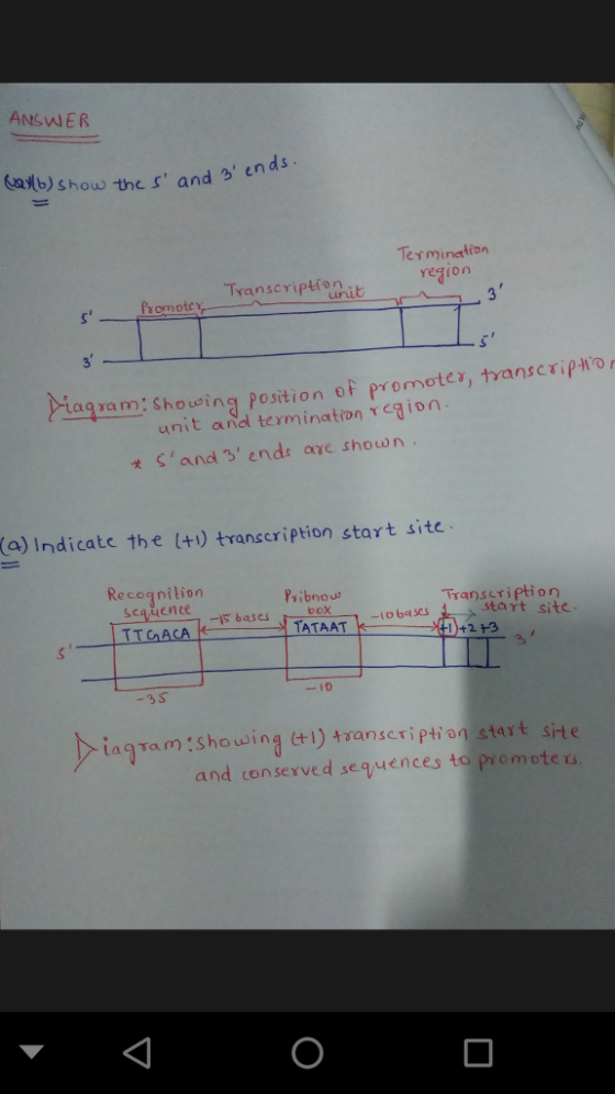 ANSWIER alb) show the s and d s en Termination earon Transcriptoit Promote rtagram, showing position of promoter, trans cipHO, unit andl termination Teion sand3 ends are shown a) Indicate the (+1) transcription start site. Recoqnilion caience TTGACA Psibnous ion start site -Is bases bex -to baSS agram:showing t1) 4ranscription start site and conserved sequences to romote Ts.