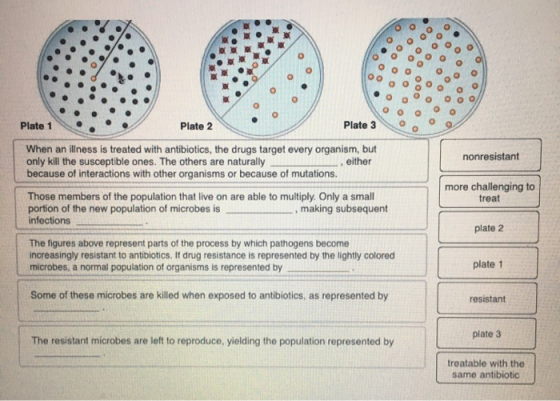 Plate 1 Plate 2 Plate 3 When an illness is treated with antibiotics, the drugs target every organism, but only kill the susce