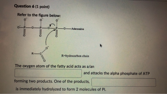 Question 6 (1 point) Refer to the figure below: 0-p0-p0- PO Adenosine R-hydrocarbon chain The oxygen atom of the fatty acid a
