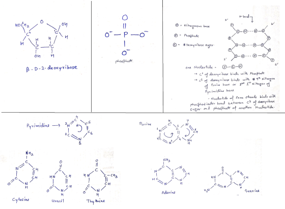 O si H bond 7 HOCH2 Ⓡ = Nitrogenous base 0 – P=O © = Phosphate © - B Deoxyribose sugar. @ onn phosphate. B-D-2- deoxyribose 3