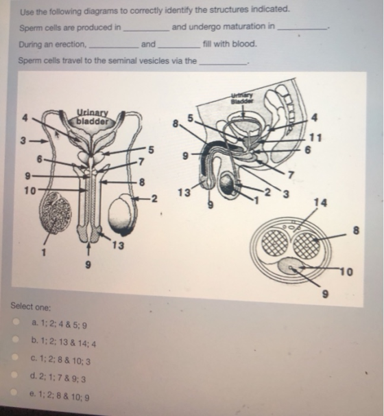 Use the following diagrams to correctly identify the structures indicated. Sperm cells are produced in and undergo maturation